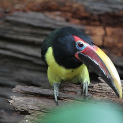 Toucan Pteroglossus viridis Philadelphia  Ramphastos