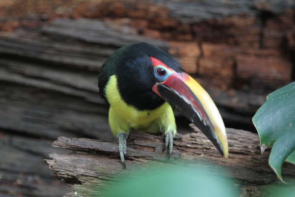 Toucan Pteroglossus viridis Philadelphia  Ramphastos