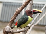 Toucan Pteroglossus viridis Philadelphia Zoo Pennsylvania  Ramphastos