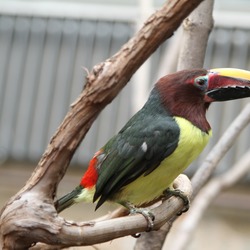 Toucan Pteroglossus viridis Philadelphia Zoo Pennsylvania  Ramphastos