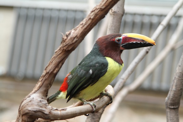 Toucan Pteroglossus viridis Philadelphia Zoo Pennsylvania  Ramphastos