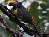 Toucan Pteroglossus viridis male Bronx Zoo Ramphastos