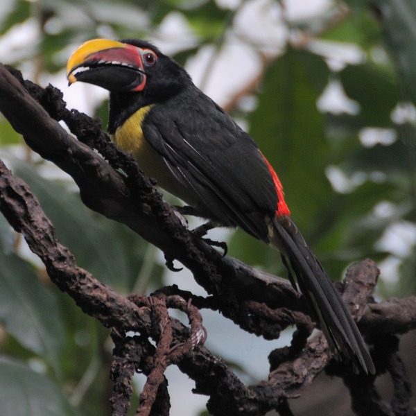 Toucan Pteroglossus viridis male Bronx Zoo Ramphastos