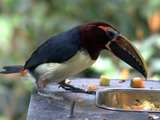 Toucan Pteroglossus viridis_female Ramphastos