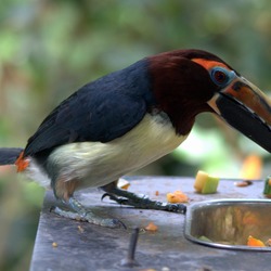 Toucan Pteroglossus viridis_female Ramphastos