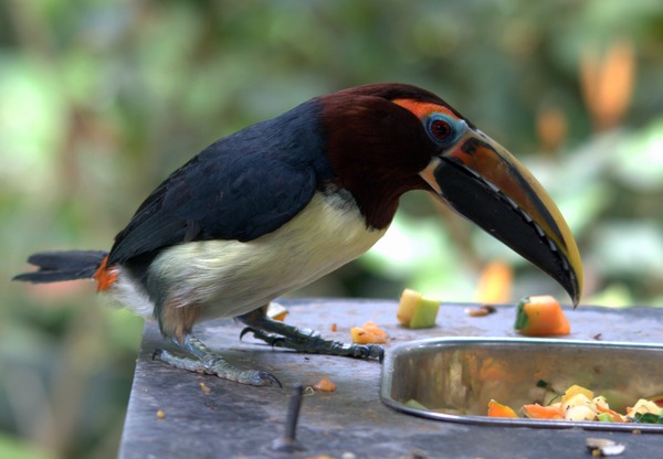 Toucan Pteroglossus viridis_female Ramphastos