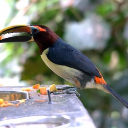 Toucan Pteroglossus viridis_male  Ramphastos