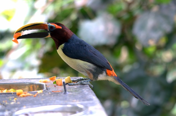 Toucan Pteroglossus viridis_male  Ramphastos