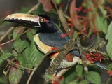 Toucan Pteroglossus-torquatus  Ramphastos