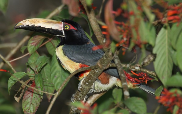 Toucan Pteroglossus-torquatus  Ramphastos