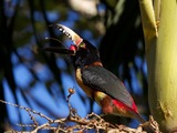 Collared Aracari