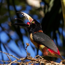 Collared Aracari