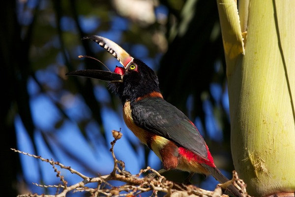 Collared Aracari