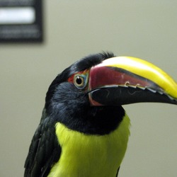 Toucan Pteroglossus_viridis Tennessee Aquarium Chattanooga  Ramphastos