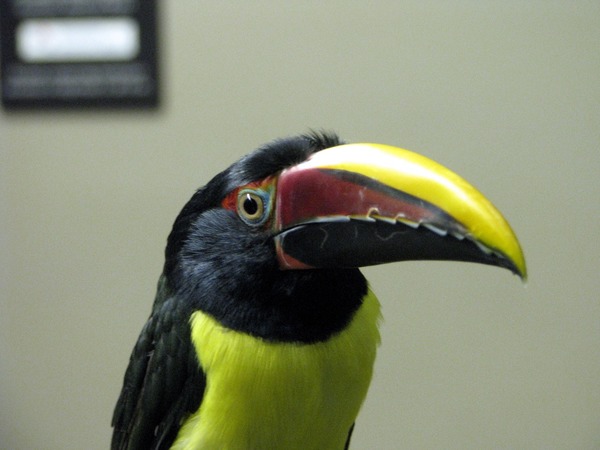 Toucan Pteroglossus_viridis Tennessee Aquarium Chattanooga  Ramphastos