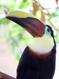 Toucan Ramphastos (hybrid Bird  Ramphastos