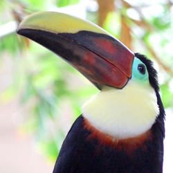 Toucan Ramphastos (hybrid Bird  Ramphastos