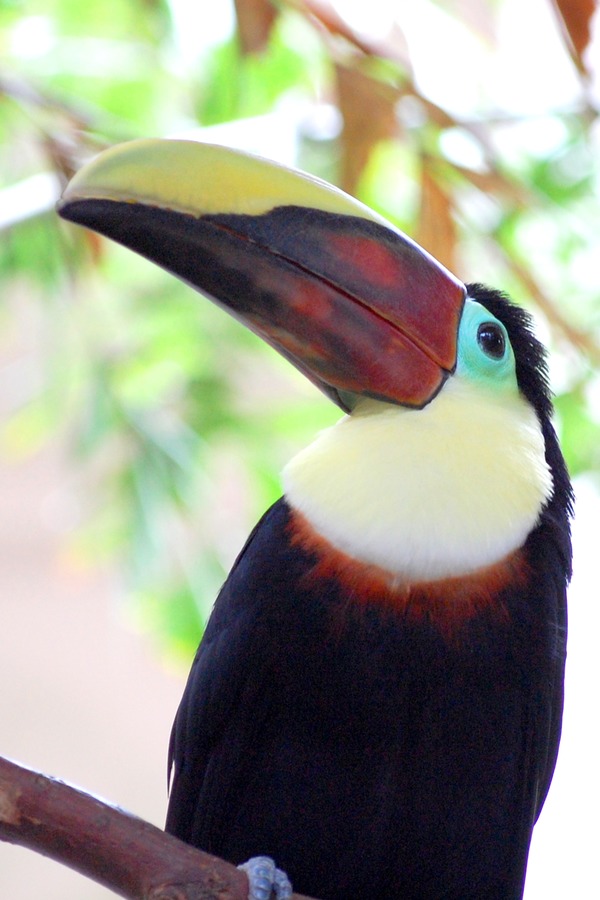 Toucan Ramphastos (hybrid Bird  Ramphastos