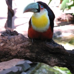 Toucan Ramphastos dicolorus  Ramphastos (2)