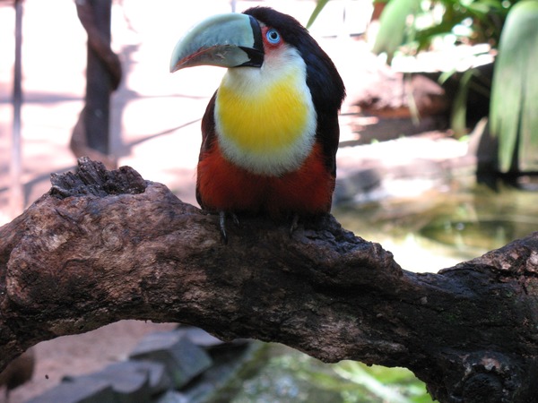 Toucan Ramphastos dicolorus  Ramphastos (2)