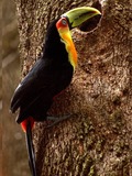 Toucan Ramphastos dicolorus  Ramphastos