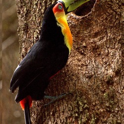 Toucan Ramphastos dicolorus  Ramphastos