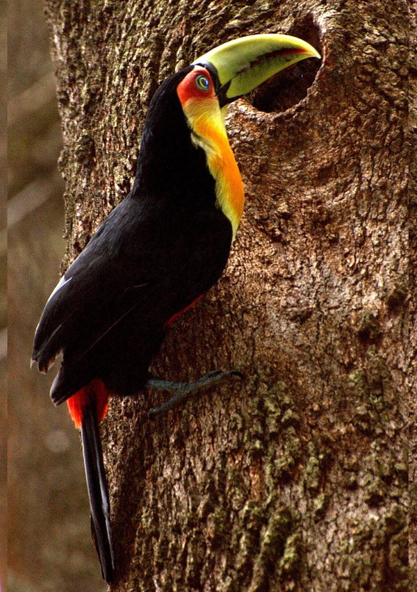 Toucan Ramphastos dicolorus  Ramphastos