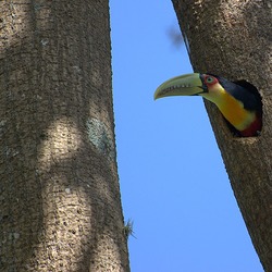 Toucan Ramphastos dicolorus nesting Ramphastos