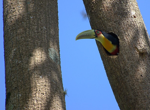 Toucan Ramphastos dicolorus nesting Ramphastos