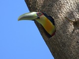 Toucan Ramphastos dicolorus3 Ramphastos