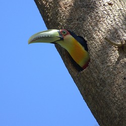 Toucan Ramphastos dicolorus3 Ramphastos