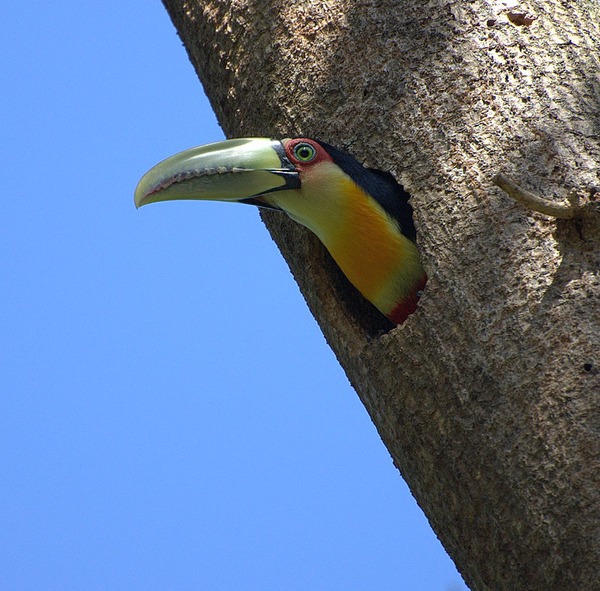 Toucan Ramphastos dicolorus3 Ramphastos