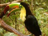 Toucan Ramphastos sulfuratus Belize Zoo Ramphastos