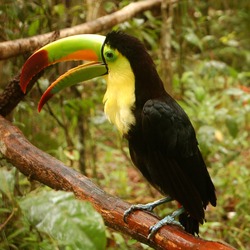 Toucan Ramphastos sulfuratus Belize Zoo Ramphastos