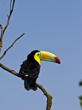 Toucan Ramphastos sulfuratus Diergaarde Blijdorp Ramphastos