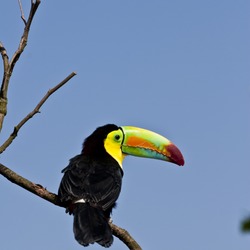 Toucan Ramphastos sulfuratus Diergaarde Blijdorp Ramphastos