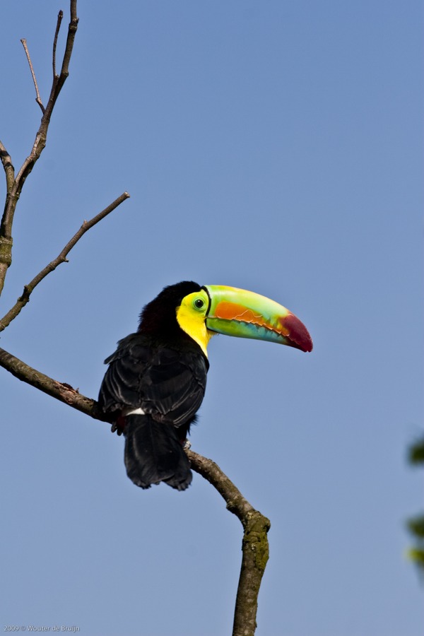 Toucan Ramphastos sulfuratus Diergaarde Blijdorp Ramphastos