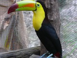 Toucan Ramphastos sulfuratus Mexico keel billed  Ramphastos