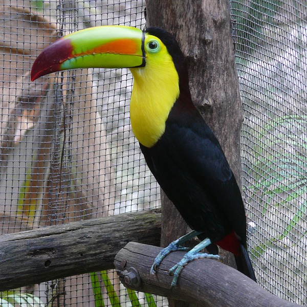 Toucan Ramphastos sulfuratus Mexico keel billed  Ramphastos