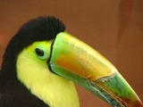 Toucan Ramphastos sulfuratus Ramphastos