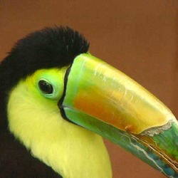 Toucan Ramphastos sulfuratus Ramphastos