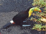 Toucan Ramphastos sulfuratus keel billed Ramphastos