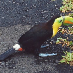 Toucan Ramphastos sulfuratus keel billed Ramphastos