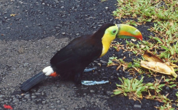 Toucan Ramphastos sulfuratus keel billed Ramphastos