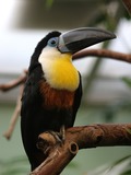 Toucan Ramphastos vitellinus Artis Zoo Amsterdam Ramphastos