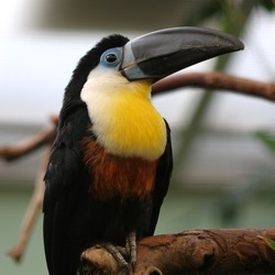 Toucan Ramphastos vitellinus Artis Zoo Amsterdam Ramphastos