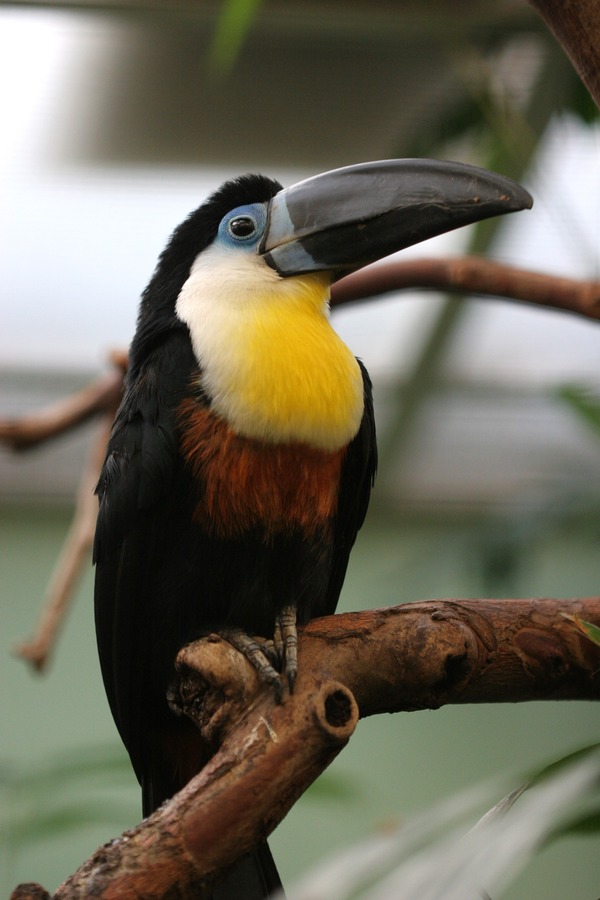 Toucan Ramphastos vitellinus Artis Zoo Amsterdam Ramphastos