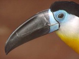 Toucan Ramphastos vitellinus Ramphastos