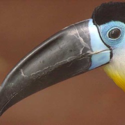 Toucan Ramphastos vitellinus Ramphastos