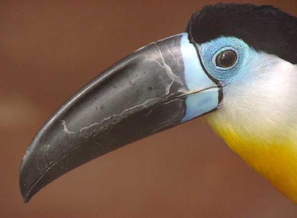 Toucan Ramphastos vitellinus Ramphastos